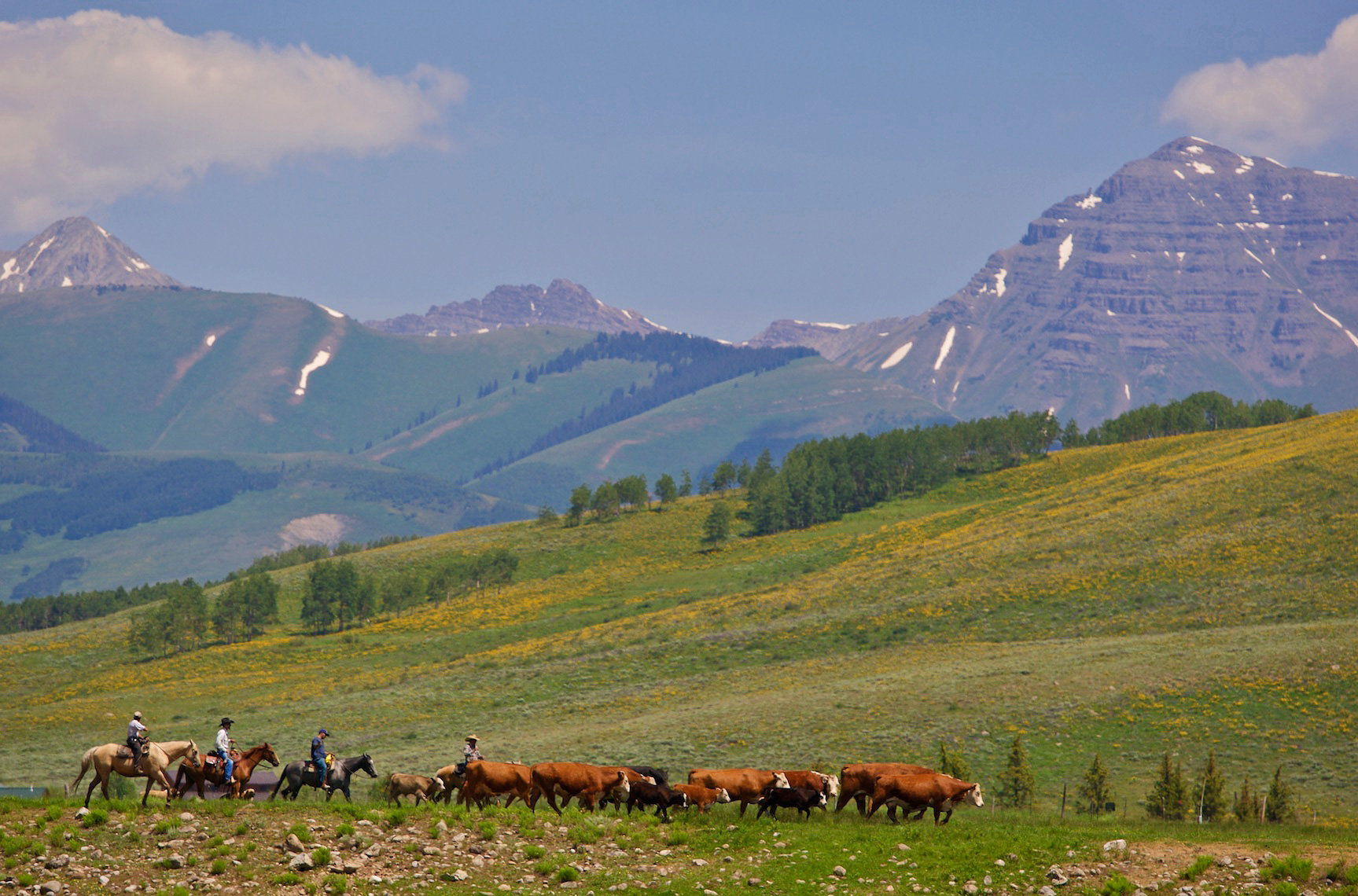 Cattle Drive, Crested Butte, CO