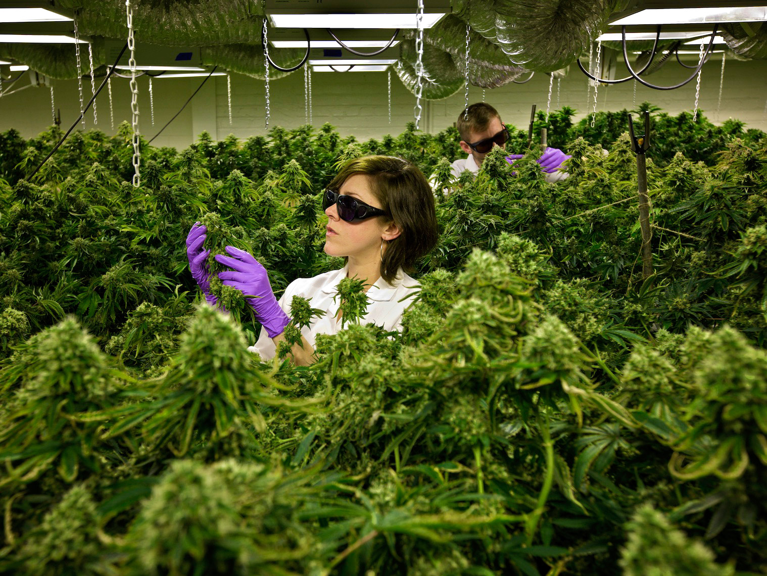 Indoor Marijuana Farm, California