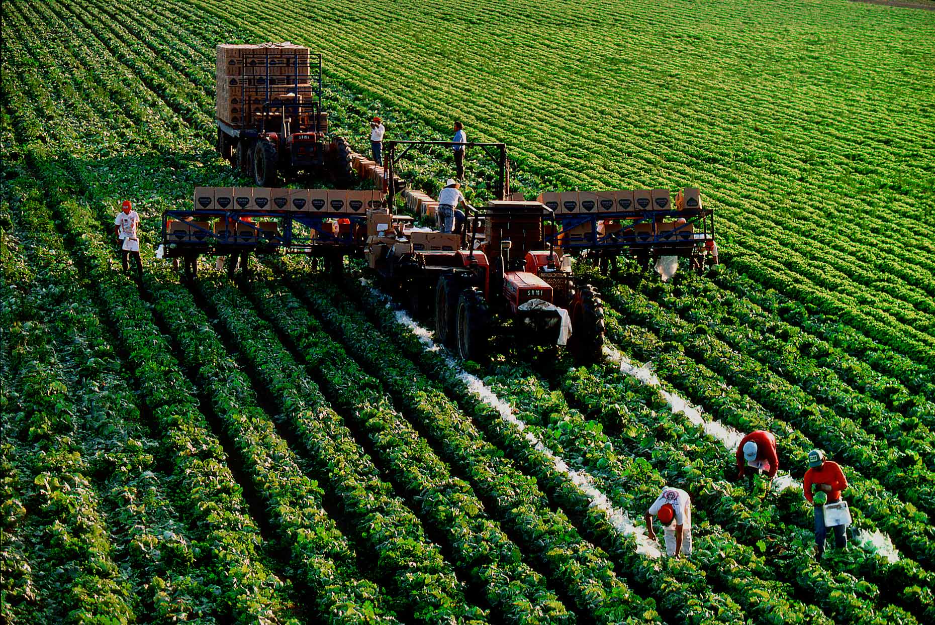 Lettuce Harvest, Salinas, CA, for International Paper