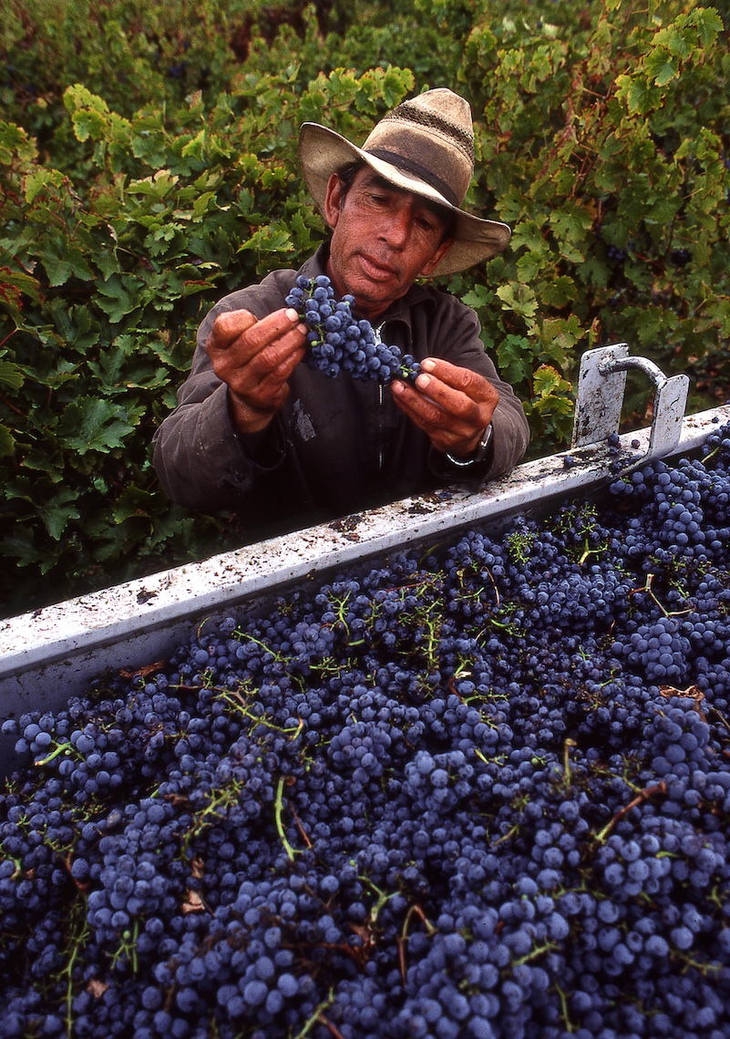 Grape Harvest at Robert Mondavi Winery, Napa Valley
