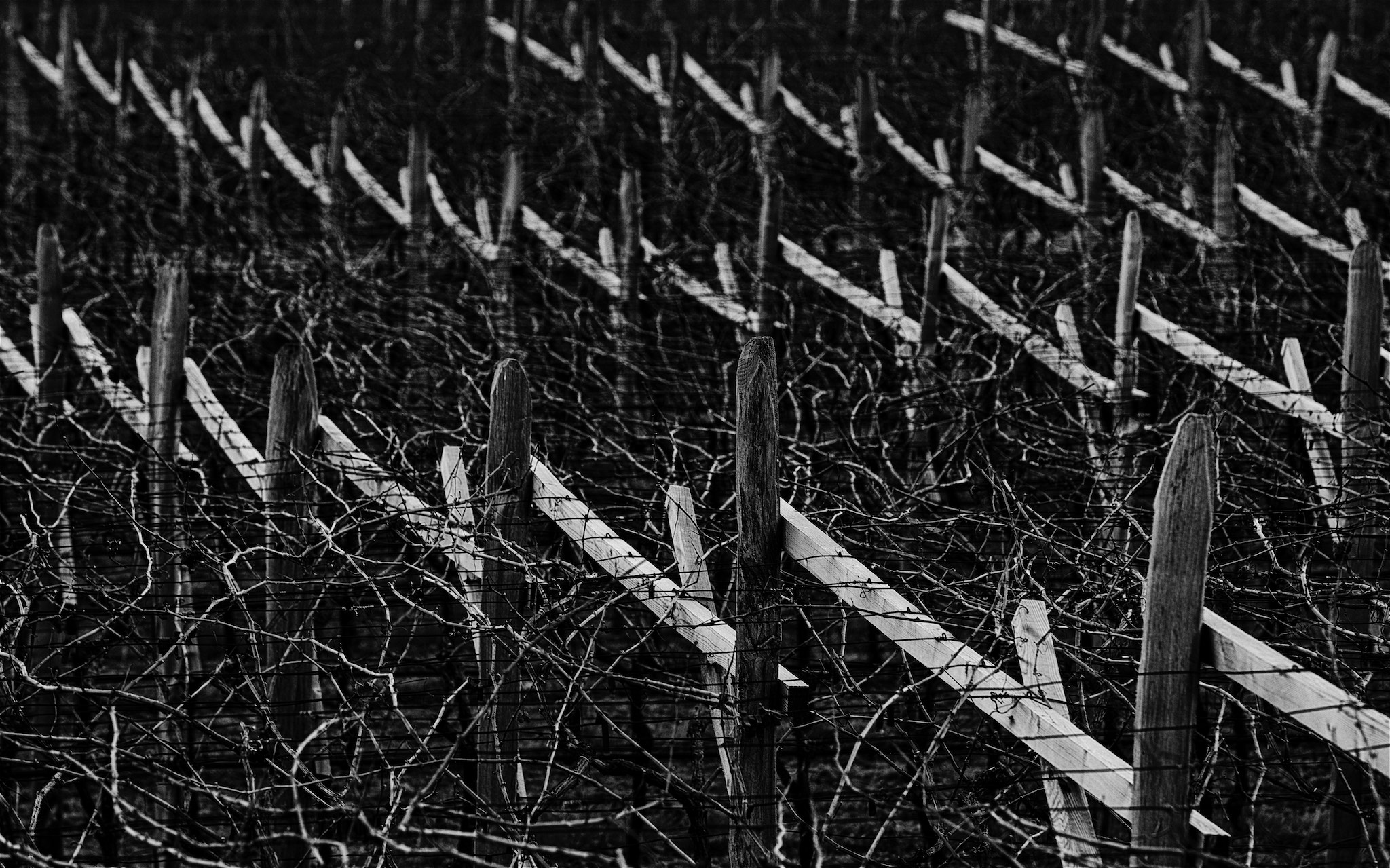 Winter, Schulthauser Vineyard, St. Michael Eppan, Italy