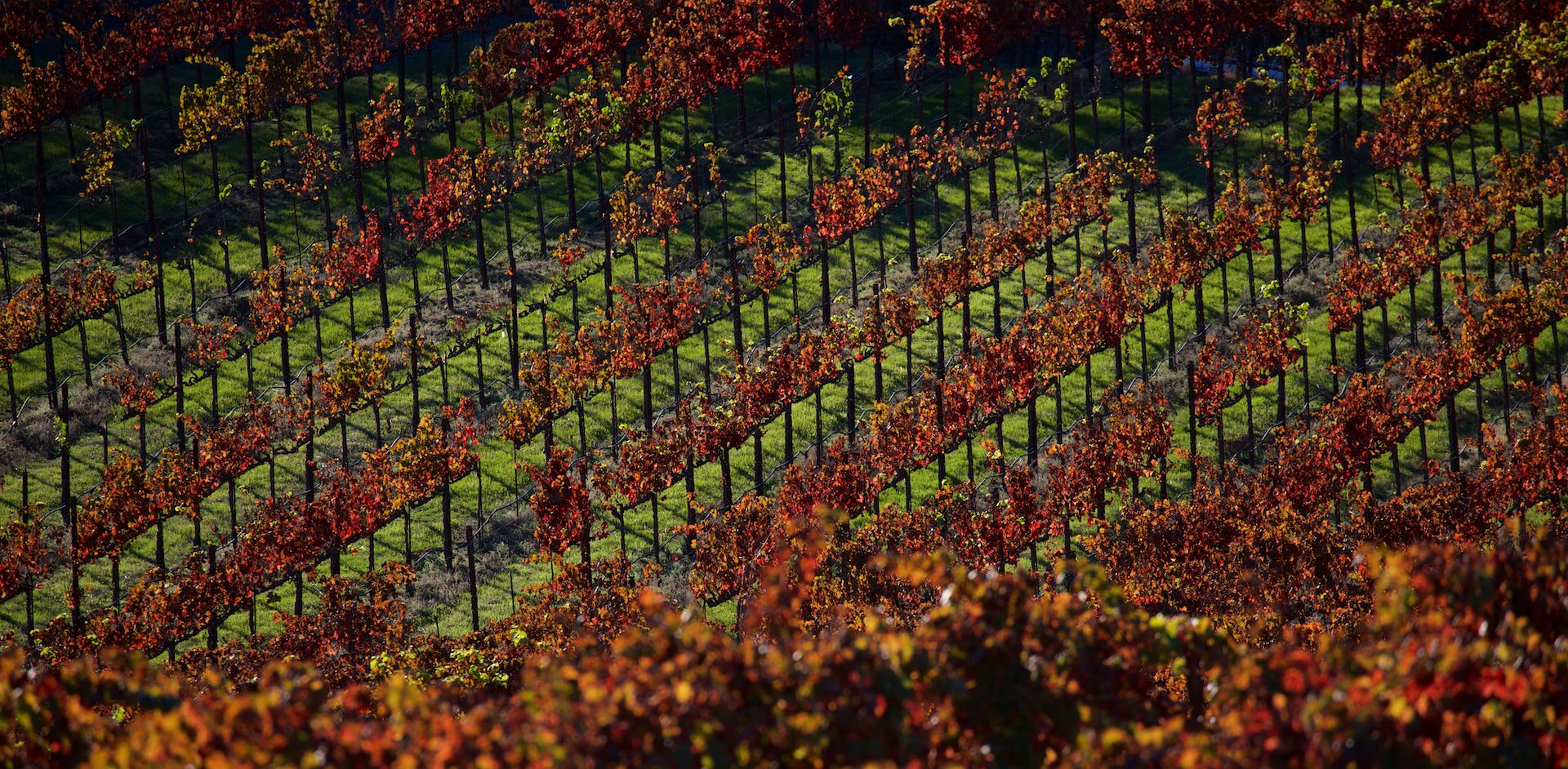 Sbragia Family Vineyards, Dry Creek Valley, California