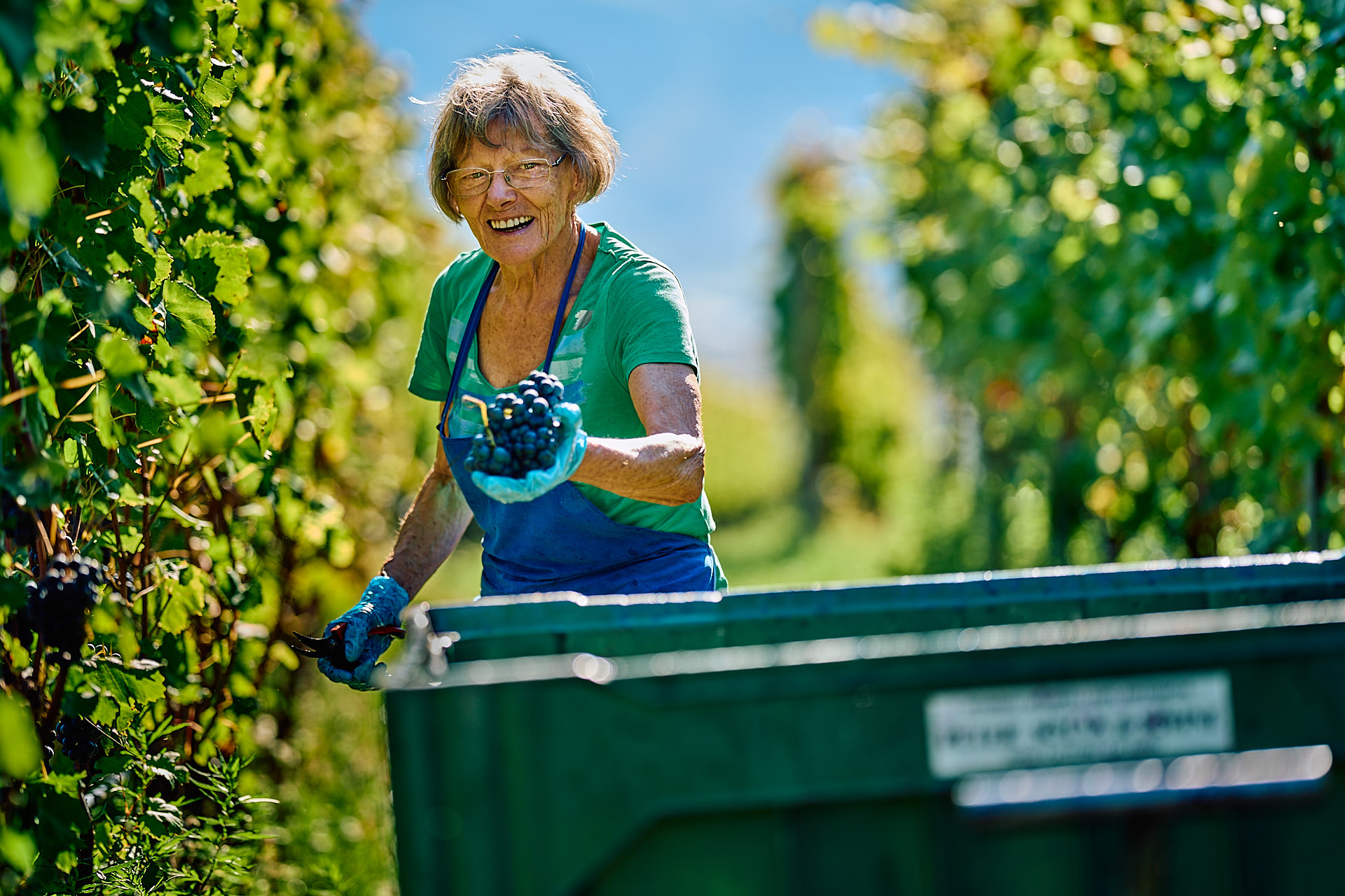 Peter Sölva, Vendemmia