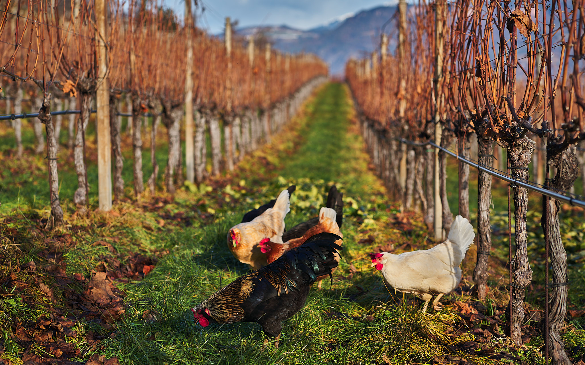 Organic Farming
