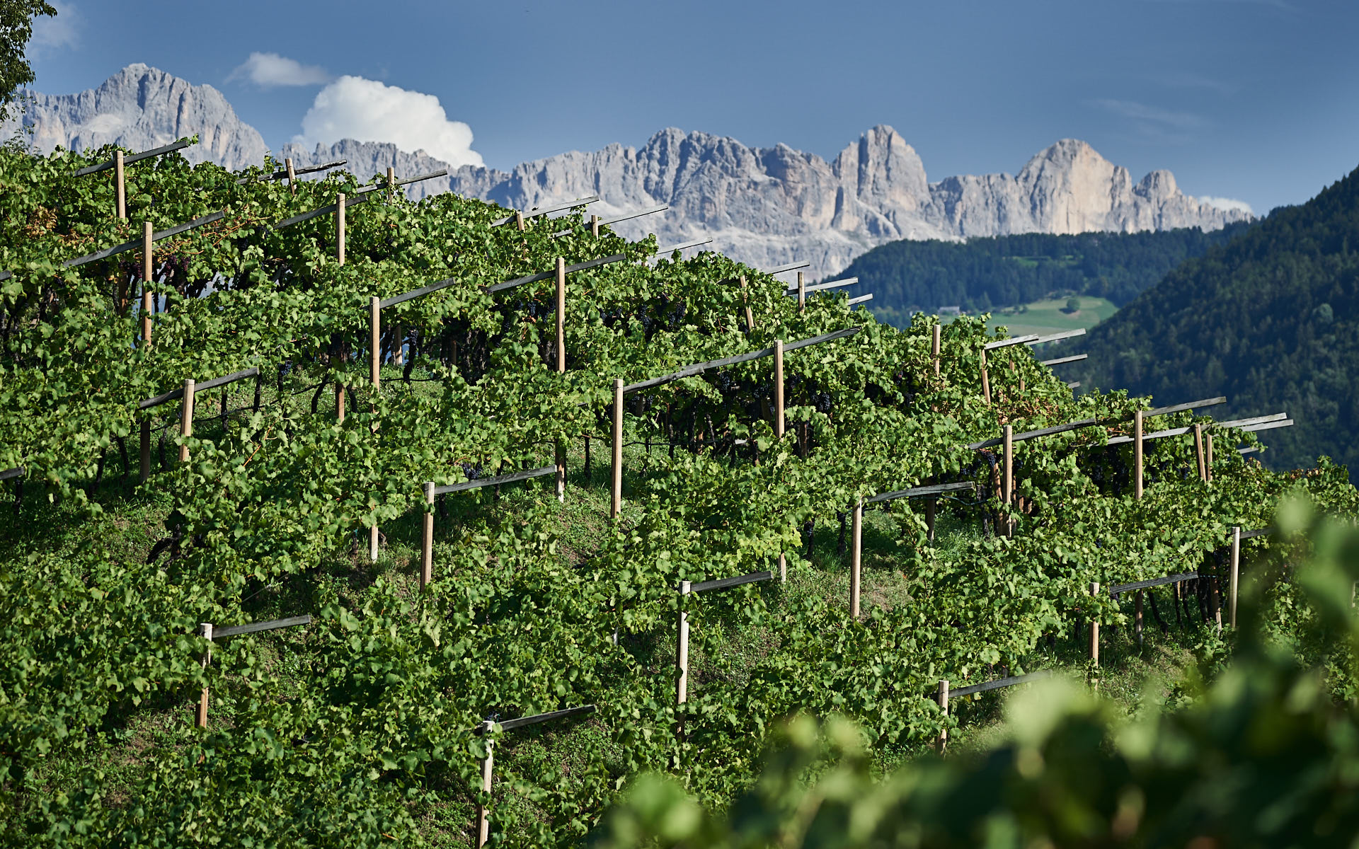 Vineyard in the Dolomites