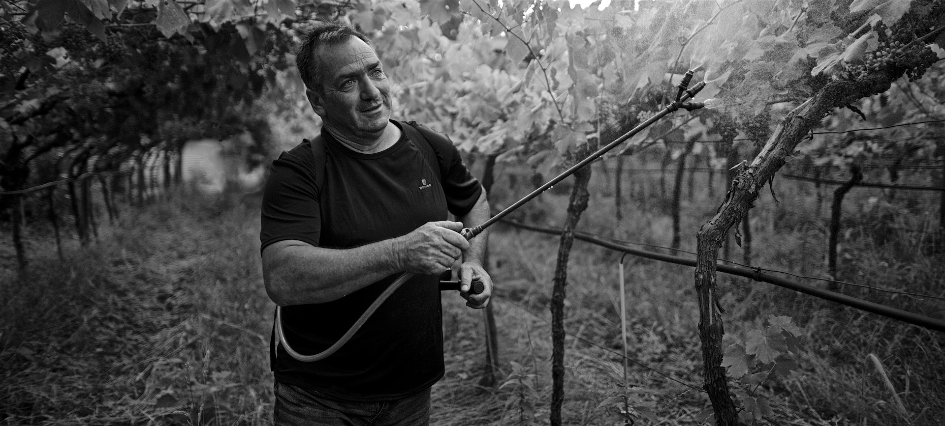 Biodynamic Treatment of Grape Vines