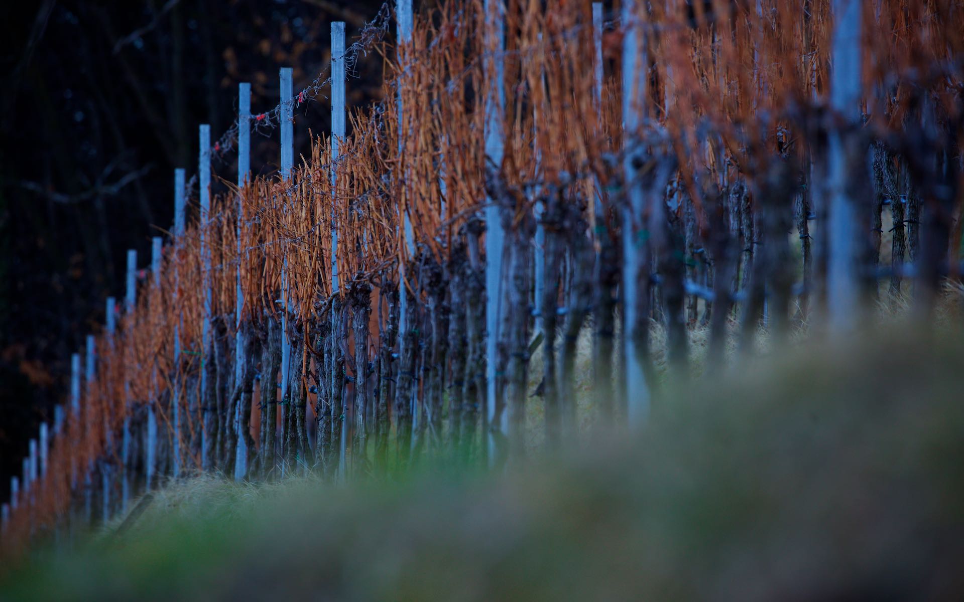 Pruning, St. Michael Eppan