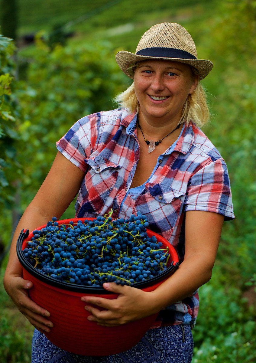 Vendemmia