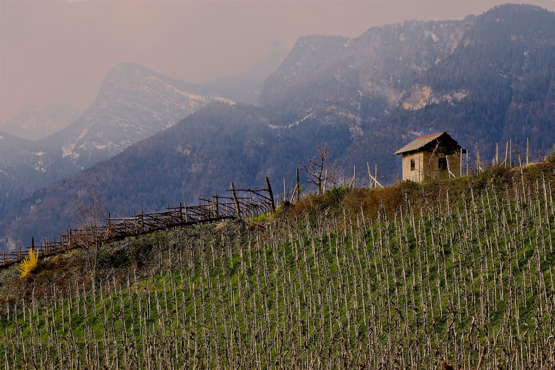 Mountains and Vineyard, Eppan