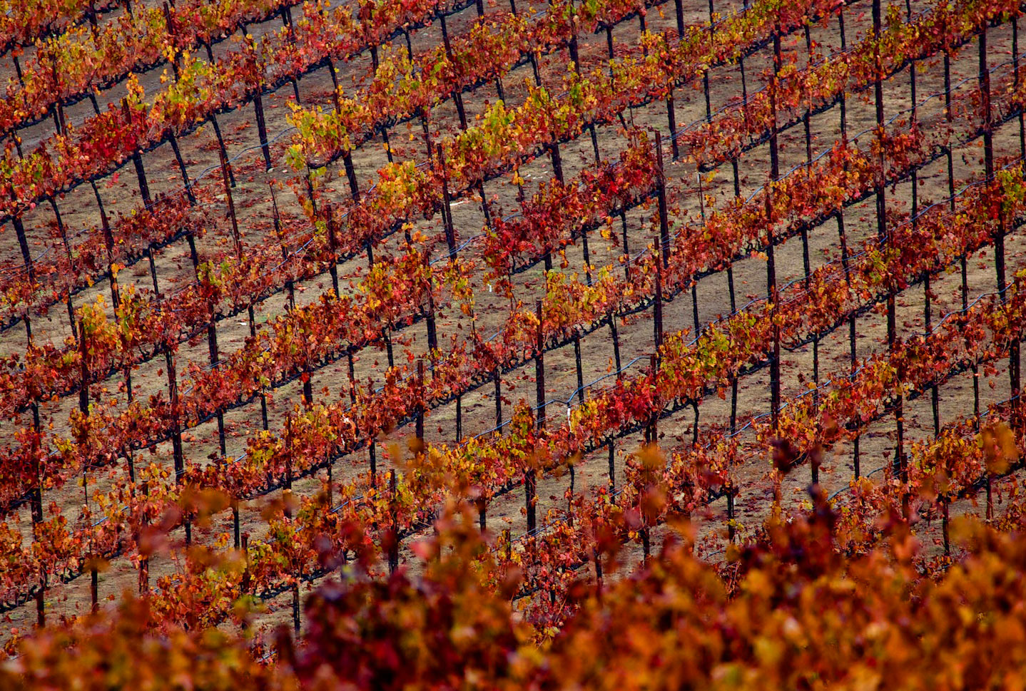  Alexander Valley, California